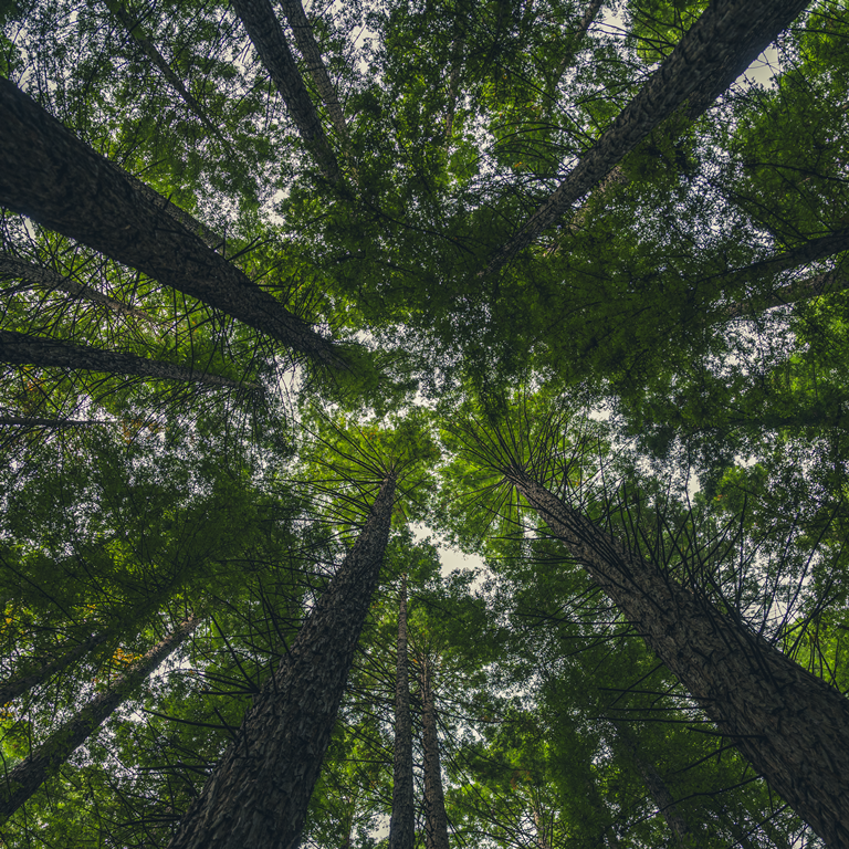 Tree Tops
