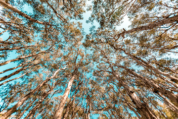 Tree Tops