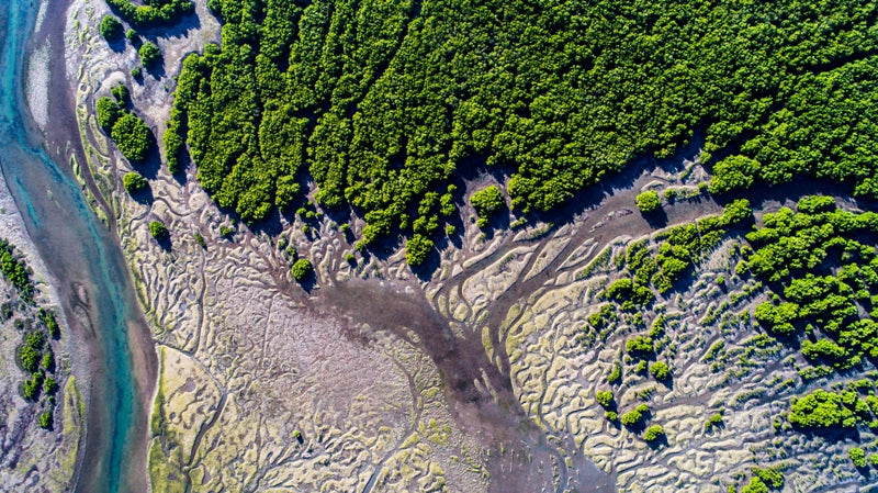 Tree of Life in Brazil