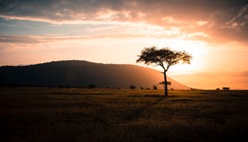 Tree of life