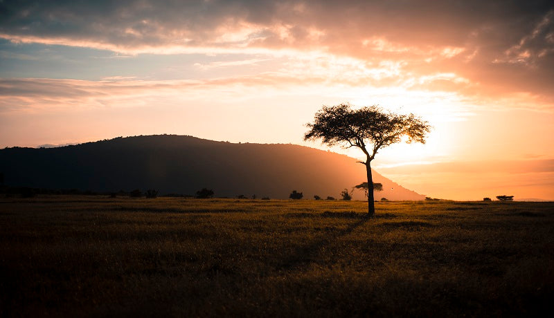Tree of life