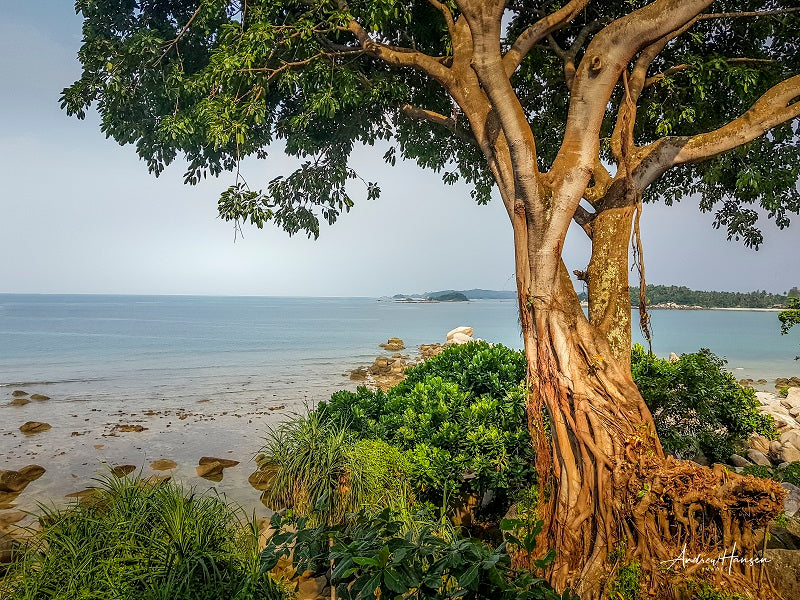 Tree on the Beach 2