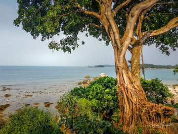 Tree on the Beach 2