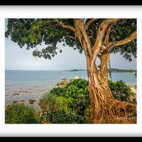 Tree on the Beach 2