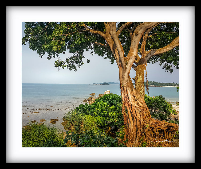 Tree on the Beach 2