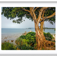 Tree on the Beach 2