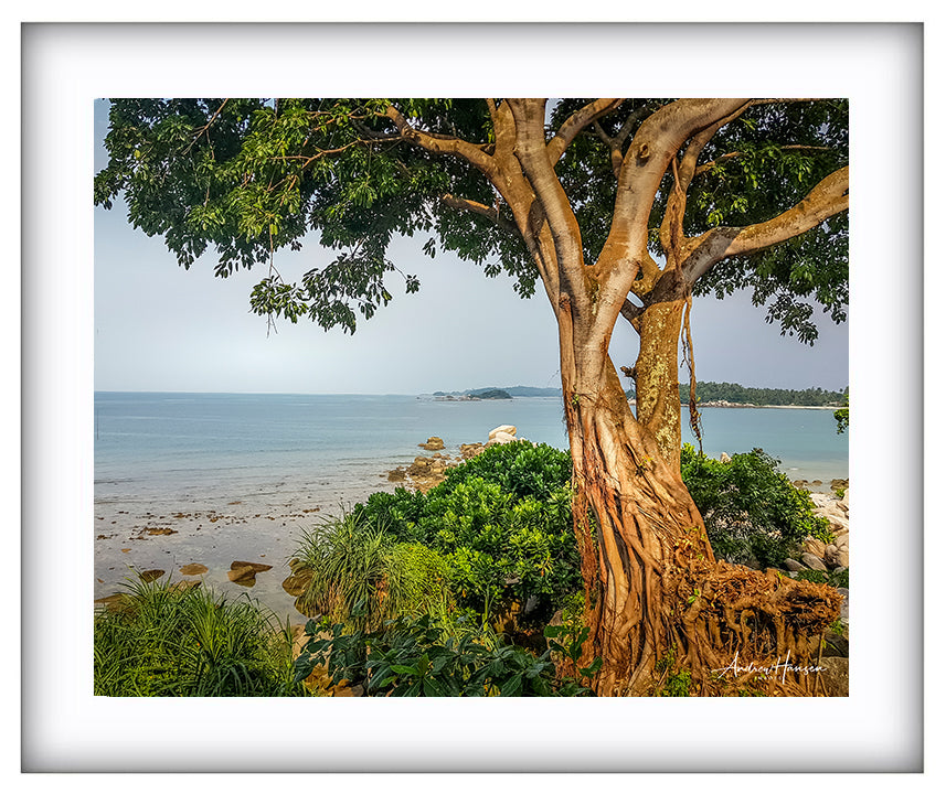Tree on the Beach 2