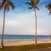 Tree on the Beach 3