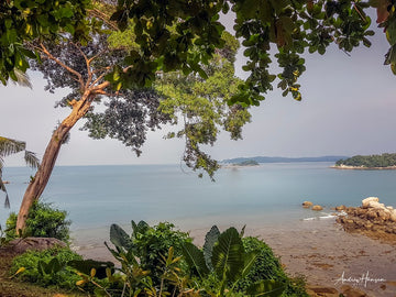 Tree on the Beach