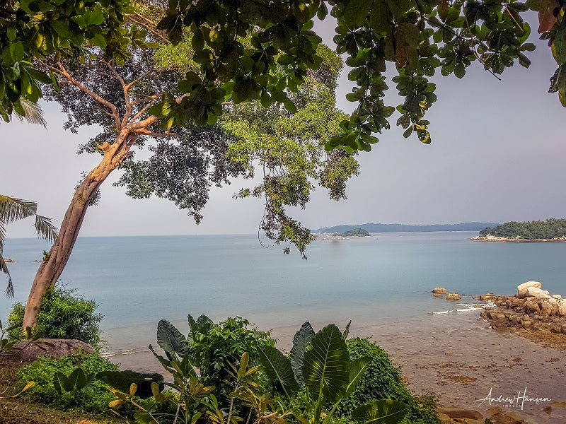 Tree on the Beach
