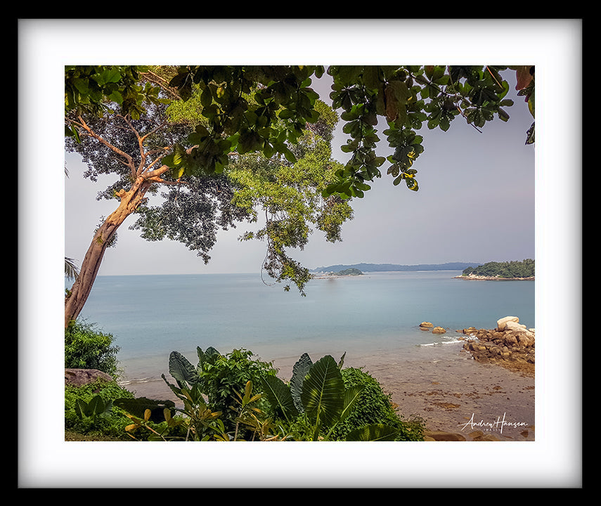Tree on the Beach