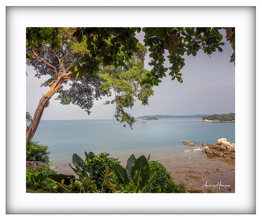 Tree on the Beach