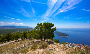 Tree over Dubrovnik