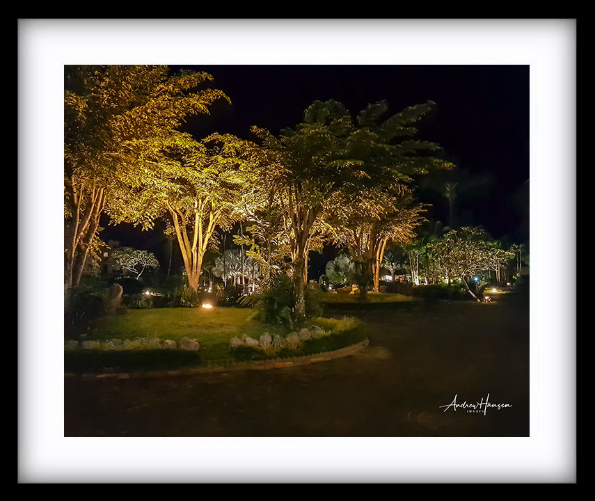Trees at Night