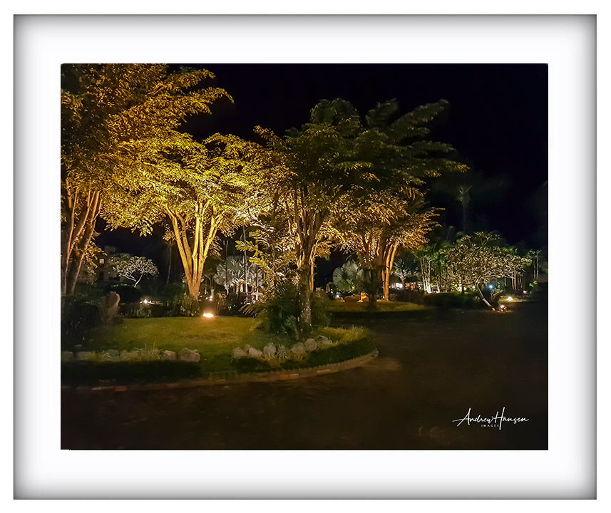 Trees at Night