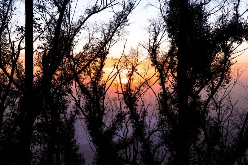 Treescape Two Mount Barney