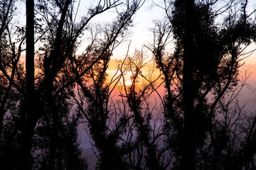 Treescape Two Mount Barney