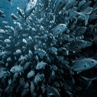 Trevally