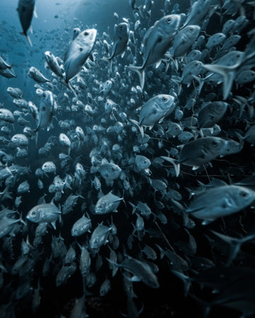 Trevally