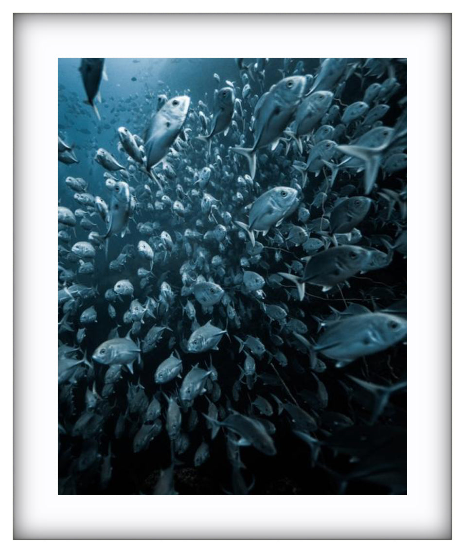 Trevally