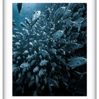 Trevally
