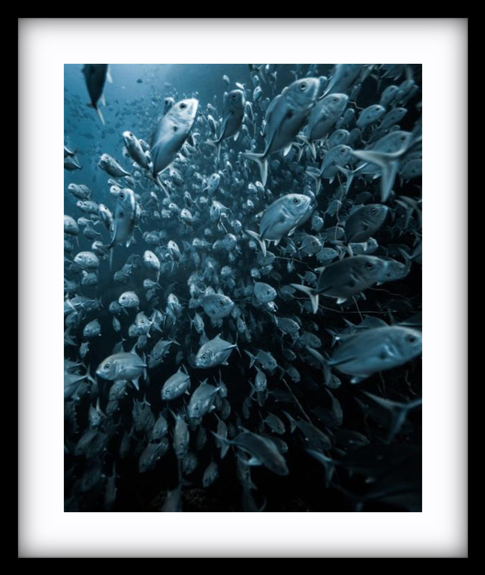 Trevally