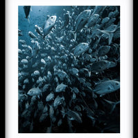 Trevally