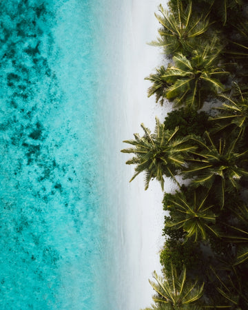 Tropical Hues