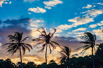 Tropical Sunset