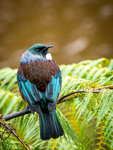 Tui, New Zealand Native Too