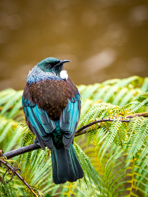 Tui, New Zealand Native Too
