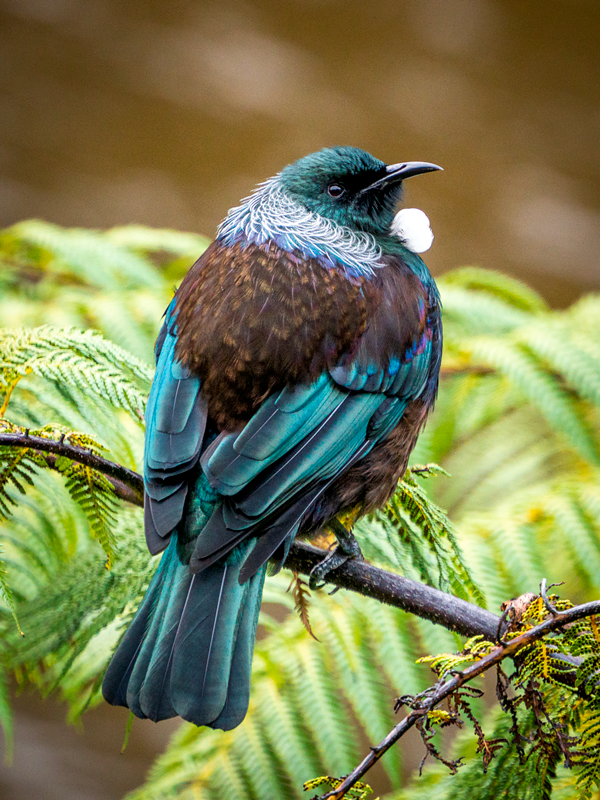 Tui, New Zealand Native