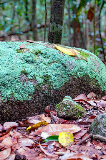 Turquoise Moss