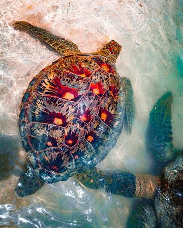 Turtle Love