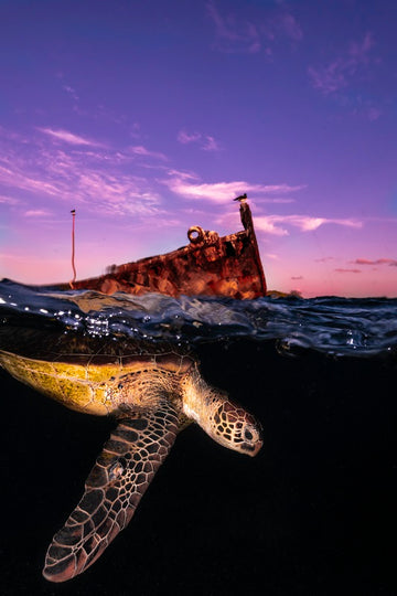 Turtle Surfacing