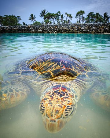 Turtle Time