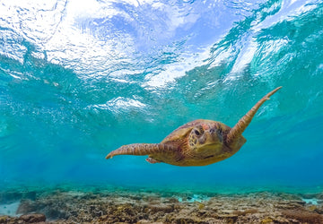 Turtle Glide