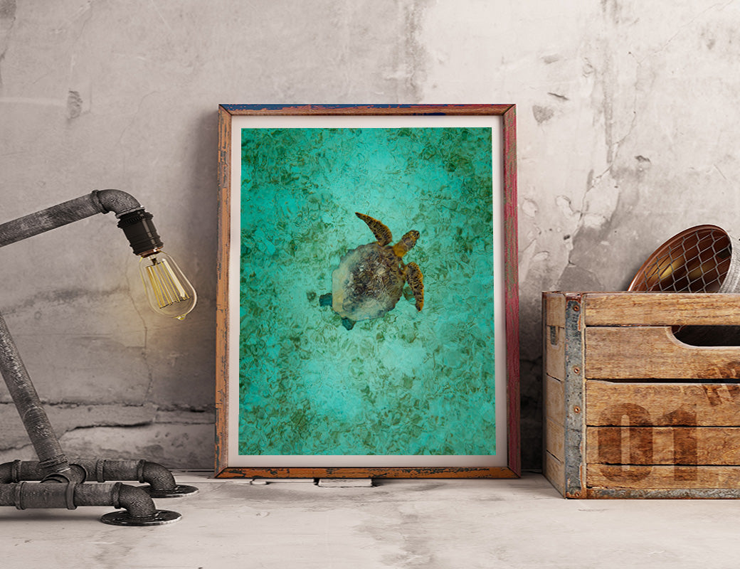 Turtle in Indonesia