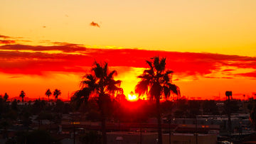 Twin palms