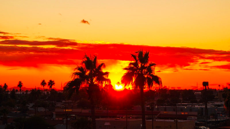 Twin palms