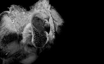 Vulture Culture