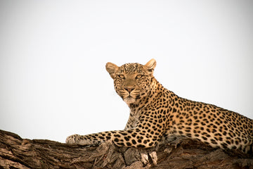 Watchful Leopard