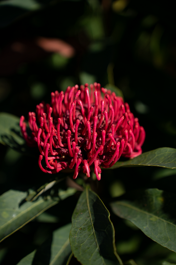 Waratah