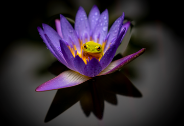 Water Lily resident tree frog