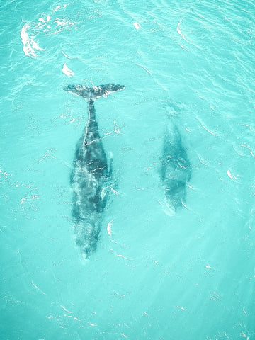 Whale Pod
