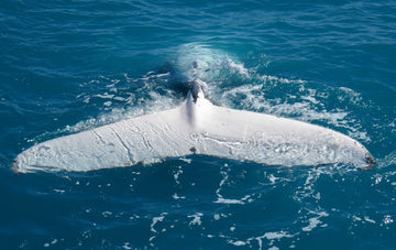 Whale Tail Top Down