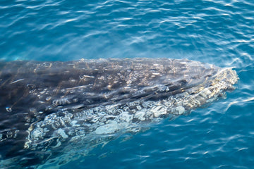 Whale Underwater