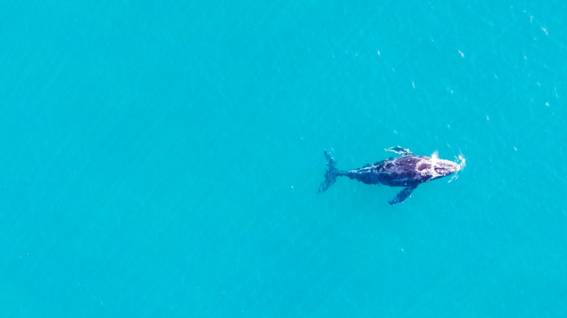 Whale