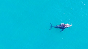 Whale