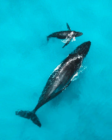 Whale and Calf 2